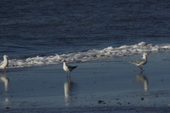 Chroicocephalus maculipennis