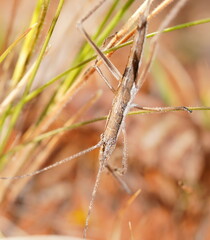 Zaprochilus australis