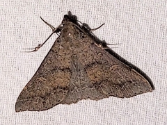 Renia salusalis