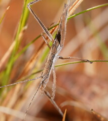 Zaprochilus australis