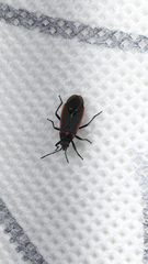 Melacoryphus lateralis