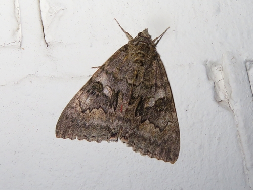 Red Underwing, 9717 BB Groningen, Netherlands, photo 8 of 10