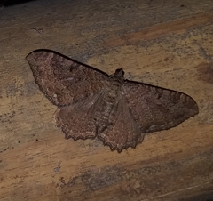Rheumaptera meadii