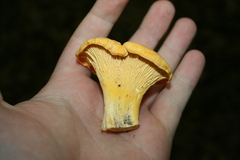 Cantharellus flavus