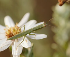 Orthodera