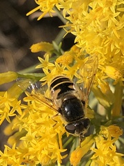 Eristalis hirta