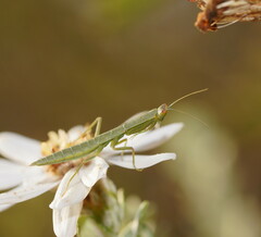 Orthodera