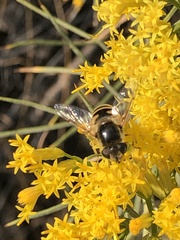 Eristalis hirta