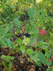 Aronia melanocarpa