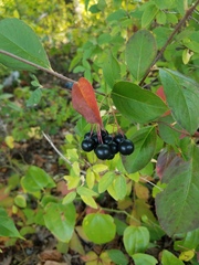 Aronia melanocarpa