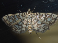 Lygropia rivulalis