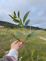 Phytolacca octandra