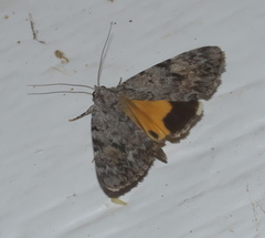 Catocala amica