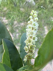 Phytolacca octandra