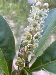 Phytolacca octandra