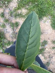 Phytolacca octandra