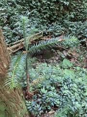 Cunninghamia lanceolata