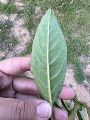 Phytolacca octandra