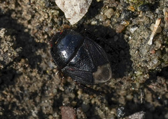 Pangaeus bilineatus