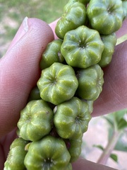 Phytolacca octandra
