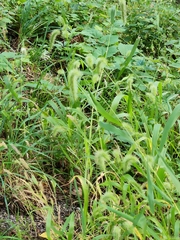 Setaria faberi