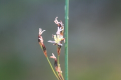 Juncus balticus littoralis