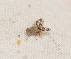 Austrotephritis poenia