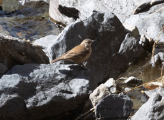 Cinclodes albiventris