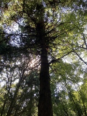 Cunninghamia lanceolata