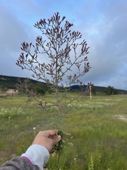 Stevia viscida