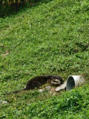 Lutrogale perspicillata