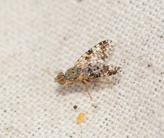 Austrotephritis poenia