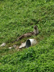 Lutrogale perspicillata