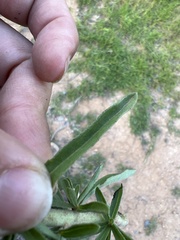 Stevia viscida
