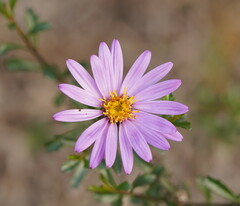 Olearia magniflora