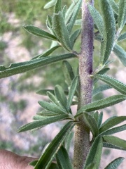 Stevia viscida