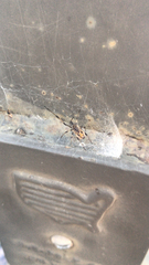 Latrodectus geometricus