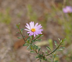 Olearia magniflora
