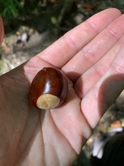 Aesculus flava