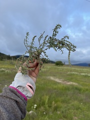 Verbena canescens