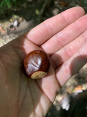 Aesculus flava