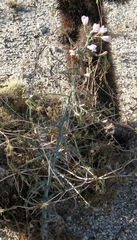 Stephanomeria exigua exigua