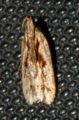 Dichomeris bilobella