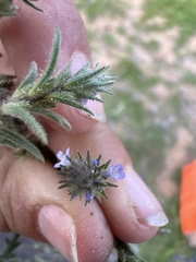 Verbena canescens