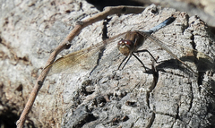 Orthetrum caledonicum