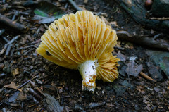 Russula earlei