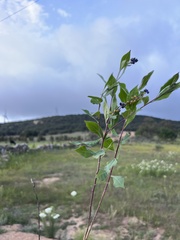 Monnina