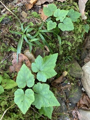 Tiarella
