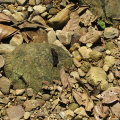 Pyrginae