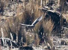 Muscisaxicola griseus